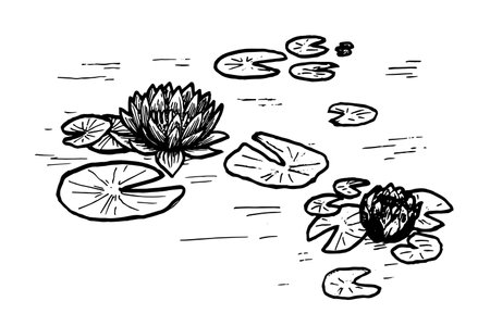 Waterlily vector illustration isolated on white backgroundのイラスト素材