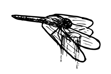 Dragonfly vector illustration isolated on white backgroundのイラスト素材