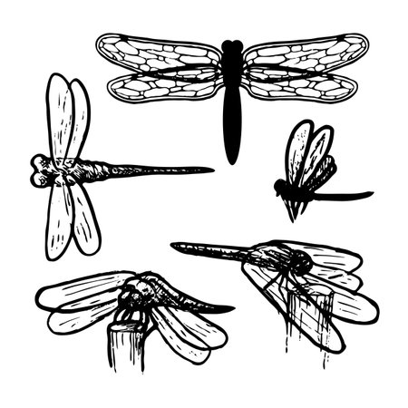 Set of dragonfly sketches vector illustration isolated on white backgroundのイラスト素材