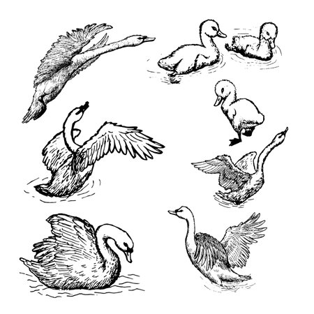 swan vector illustrations set on white backgroundのイラスト素材