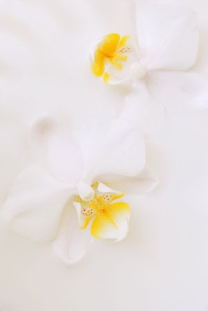 Orchidsの写真素材