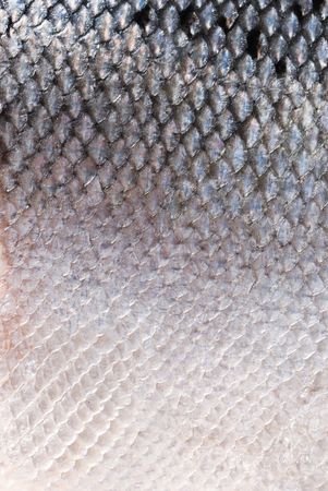 skin of salmonの写真素材