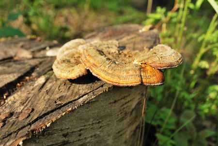 Polypore