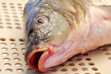 Fresh raw carp on textured surfaceの写真素材