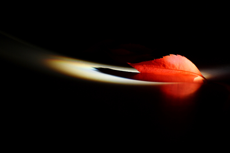 red leaf illuminated by a narrow ray of light.の写真素材
