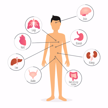 Human body with internal organs. Human body health care infographics.のイラスト素材