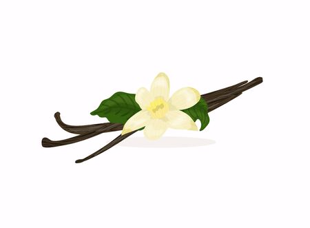 Flowers and seeds sticks vanilla orchid.  Vanilla icon. Vector illustration.のイラスト素材