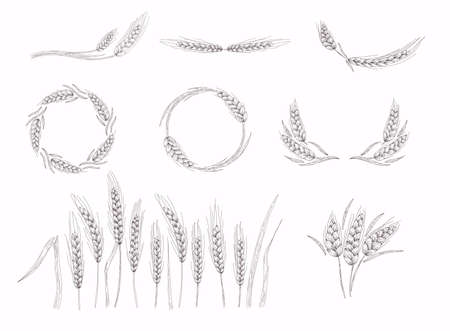Realistic set of ripe wheat isolated on a white background. Wheat ears sketch doodle.のイラスト素材