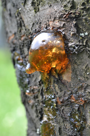 glue on the bark, useful resin, yellow resin, on the bark, weeping tree, on the tree, sick tree, medicinal properties, lechebn³y glue, macro foto, macro glue, photo glue, macro barkの写真素材