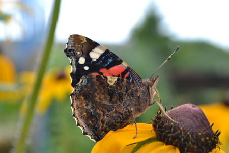 rudbeckia flowers, photo rudbeckia, yellow rudbeckia, colors flowers, green steam, brown flowers, summer flowers, small flowers, spring flowers, green steam, succulent petals, round petals,  decorative flowers, flower beds, seedlings of flowers, bright coの写真素材