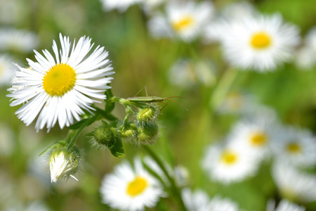 chamomile flowers, photo chamomile, white petals, beautiful plant, medicinal plant, white petals, summer flower, herbal flower, family flowers, bright flower, diuy flower, green stem, white yellowの写真素材