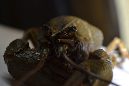 cancer marine, crayfish marine, all river, river carrion, river medic, river dr, tasty meat, photo crayfish, macro crayfish, crayfish near, powerful tentacles, goggle eyed, pincersの写真素材