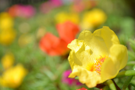 purslane flowers, yellow purslane, red purslane, pink portulaca, photo purslane, photo portulaca, plants purslane, summer flowers, small flowers, spring flowers, green steam, succulent petals, round petals, on a bed, decorative flowers, flower beds, seedlの写真素材