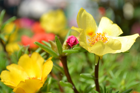 purslane flowers, yellow purslane, red purslane, pink portulaca, photo purslane, photo portulaca, plants purslane, summer flowers, small flowers, spring flowers, green steam, succulent petals, round petals, on a bed, decorative flowers, flower beds, seedlの写真素材