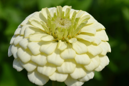 flower garden, beautiful flowers, flowers greeting card, postcard, for congratulations, fresh flowers, summer flowers, flowers in June, July flowers, pleasing to the eye, decoration flower beds, garden decoration, krsivye plants, green stem, flower petalsの写真素材