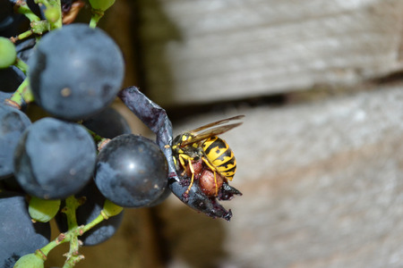 Photo bees, photography grape vine pests remain the wasps on grapes, grape harvest, grape juice, grape wine, green leaves, delicious grapes, juicy grapes, grape, blue grapesの写真素材