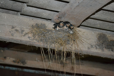 Nestling martlet, photo martlet, images bird, bird martlet, in slot, hungry chicks, chick swallows, black bird, swallows nest, chick swallows, in slot, beautiful birdの写真素材