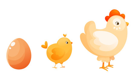 The process of hatching and raising a chicken, the stages of turning an egg into a chicken. Chicken egg, chick, adult chicken. Illustration for a children's book, for children's educational material.のイラスト素材