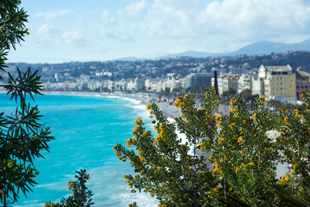 A bush of yellow acacia blooms against the backdrop of the azure sea and the French city of Nice....