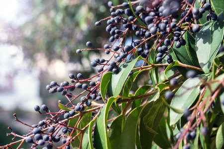 Dark little berries of a Mediterranean bush in the park on a bright sunny day. liguster.