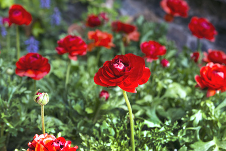 Beautiful red juicy flowers buttercups. Ranunkulyus Red (Red) on a sunny day in the Spanish city park.の写真素材