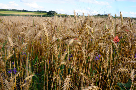 A field with ripe wheat spikelets against the background of a forest in the distance and a blue sky with clouds.の写真素材