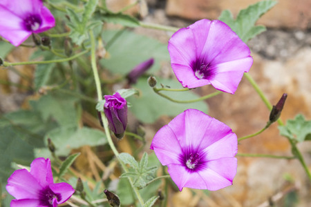 Gently pink flowers Ipomoea (farbitis) with green leaves against the background of an old farbitis...