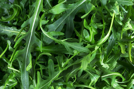 Fresh arugula (Eruca), cruciferous plant and cabbage (Brassicaceae) close-up. Rugula, Indau, Walker,...