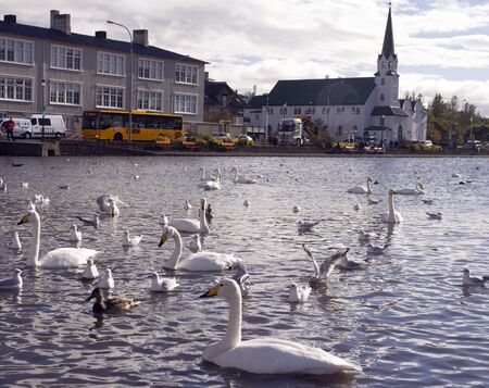 Reykjavik, Iceland, September 2018. A flock of white swans and many seagulls in the city pond of Reykjavik in the rays of the setting sun create chaos. Sunset time Reflection of birds in the water.のeditorial素材