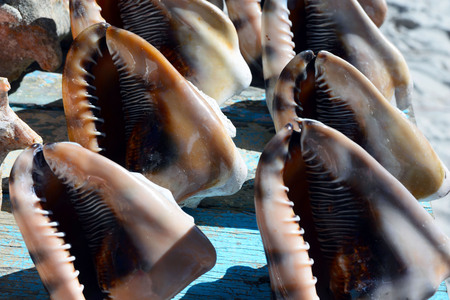 Beautiful huge sea shells - a great gift and souvenir, to keep in mind about the rest and travel....