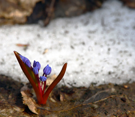 Blue snowdrop, flower spillage sprouted through the leaves and snow. The first tender flower of spring against the background of old wilted leaves.の写真素材