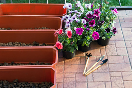 Beautiful purple, white and petunia corals, flower boxes on the balcony on a warm sunny day. In the boxes for planting flowers is the drainage of the drug. Landscape Design. Indoor flowers.の写真素材