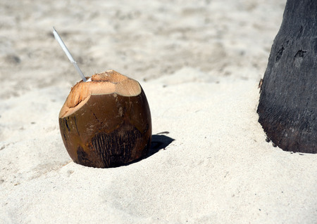 One large open coconut in which cocktail is poured under a coconut palm on the ocean on the island...
