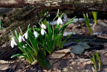 The first white tender spring flowers of snowdrops and green leaves sprouted skos ground and layer of autumn leaves. Spring.の写真素材
