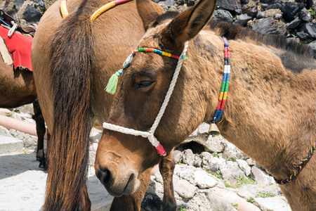 Horses and donkeys on the island of Santorini - the traditional transport for tourists. Animals on the stairs leading to the old port. Close-up.の写真素材