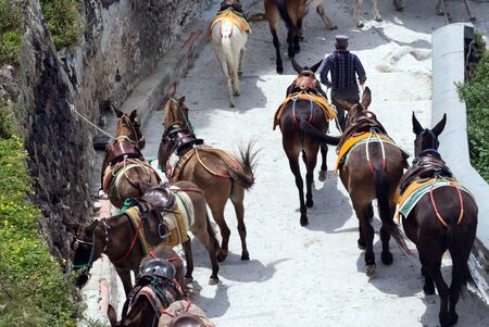 Santorini, Greece, April 2019. Horses and donkeys on the island of Santorini - the traditional transport for tourists. Animals on the white stairs leading to the old port.のeditorial素材
