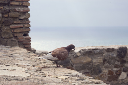 Brown dove on the background of the old wall of the same color, Malaga. City birds. Disguise.のeditorial素材