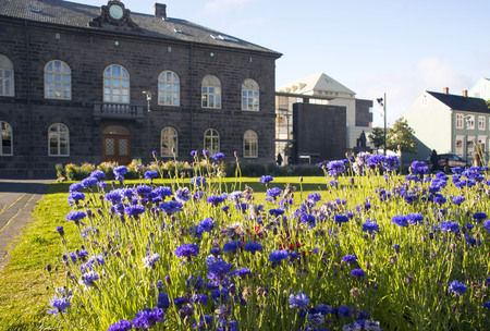 Bright blue cornflowers (Centaur?a) against the background of the Parliament building in Reykjavik, Iceland. Warm sunny day.のeditorial素材