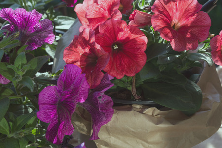 Red pelargonium flower and pink and purple petunia flowers on the balcony in the evening sun. Flower pots wrapped in kraft paper. Gardening Tools. Landscape balcony.の写真素材