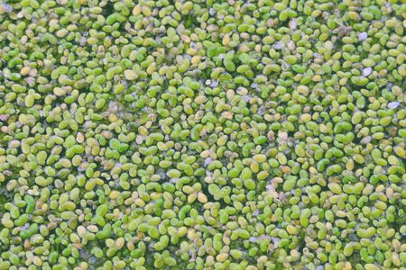 Green duckweed on the water. Close-up. Texture. Growing macroalgae - duckweed, family Lemna for feeding birds and fish. Ecobusiness.の写真素材