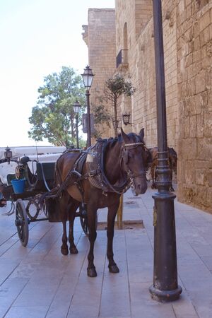 Palma de Mallorca, Spain, the Cathedral of Santa Maria, as well as La Ceu. A tired horse harnessed to the carriage near the walls of the cathedral awaits tourists. The carriage for walks.の写真素材