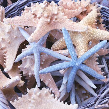 Beautiful multi-colored shells, starfish, corals in a basket of twigs in a store window. Souvenir for friends with travels and detail of interior design, aquarium, crafts.の写真素材
