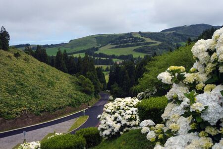 Inflorescences of large white hydrangeas against the backdrop of a picturesque landscape of the island of San Miguel, Azores, Portugal.の写真素材