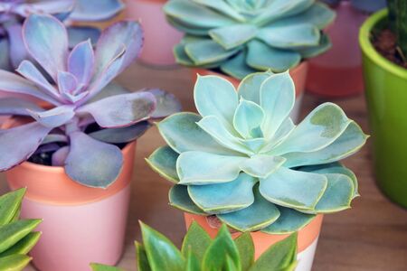 Plants of the genus Crassulaceae in pots at a flower shop. Succulents.の写真素材