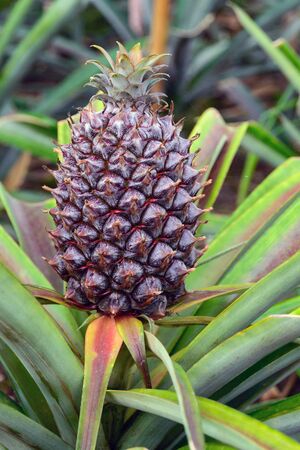 Growing pineapples in a greenhouse on the island of San Miguel, Ponta Delgada, Portugal. Pineapple is a symbol of the Azores.の写真素材