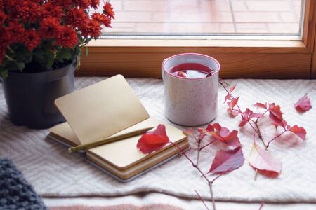 Autumn, fruit tea, red chrysanthemum and a notepad with blank sheets on a warm blanket. Hygge concept. Loneliness and autumn melancholy. Depression.の写真素材