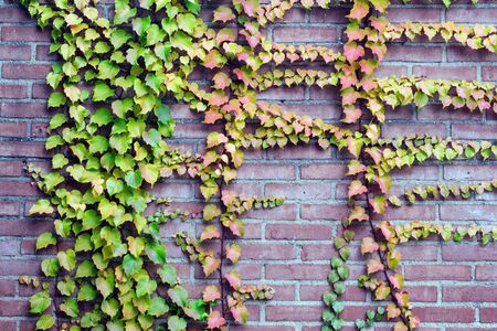 Bright autumn leaves of wild grapes on a brick wall background of a residential building. Late...