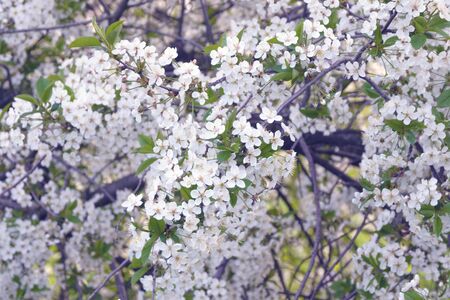 White delicate cherry flowers against a blue sky. Sunny warm day in early spring. The beginning of a new life.の写真素材