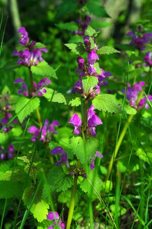 Purple flowers of a wild plant Lamium purpureum. Weed and honey plant.の写真素材