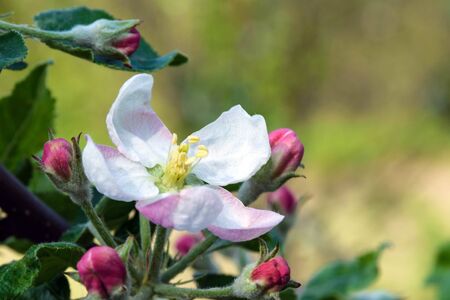 White tender flowers of apple tree in the rays of the sun in early spring. The beginning of a new life.の写真素材
